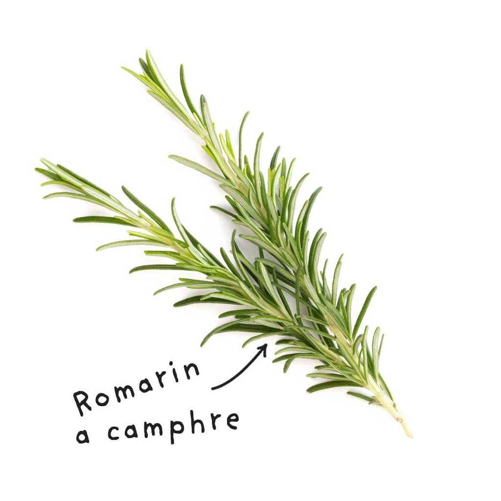 Fiche HE "Romarin à camphre" Fiche HE "Romarin à camphre"