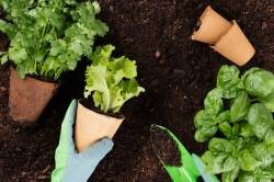 Une sélection de graines pour agrémenter votre jardin