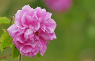 rose-damas.jpg