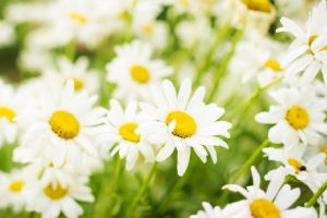 marguerites (photo non contractuelles)