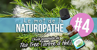 L'huile essentielle de Tea Tree